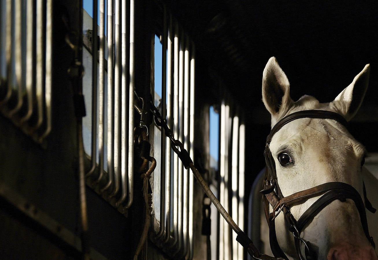 A diferencia de lo que sucede en Gran Bretaña, que mantiene la prohibición desde 2005, la caza del zorro es una actividad legal en los campos de Irlanda (en las fotografías vemos una partida en Kells, al norte de Dublín), y en las fechas navideñas esta tradición se mantiene tal como la practicaban nobles y terratenientes tiempo atrás. La elegancia es obligada tanto para caballos como para jinetes. Guarnicionería pulida, botas lustradas y sombrero y chaquetas rojas o negras, son tan habituales como las crines trenzadas.