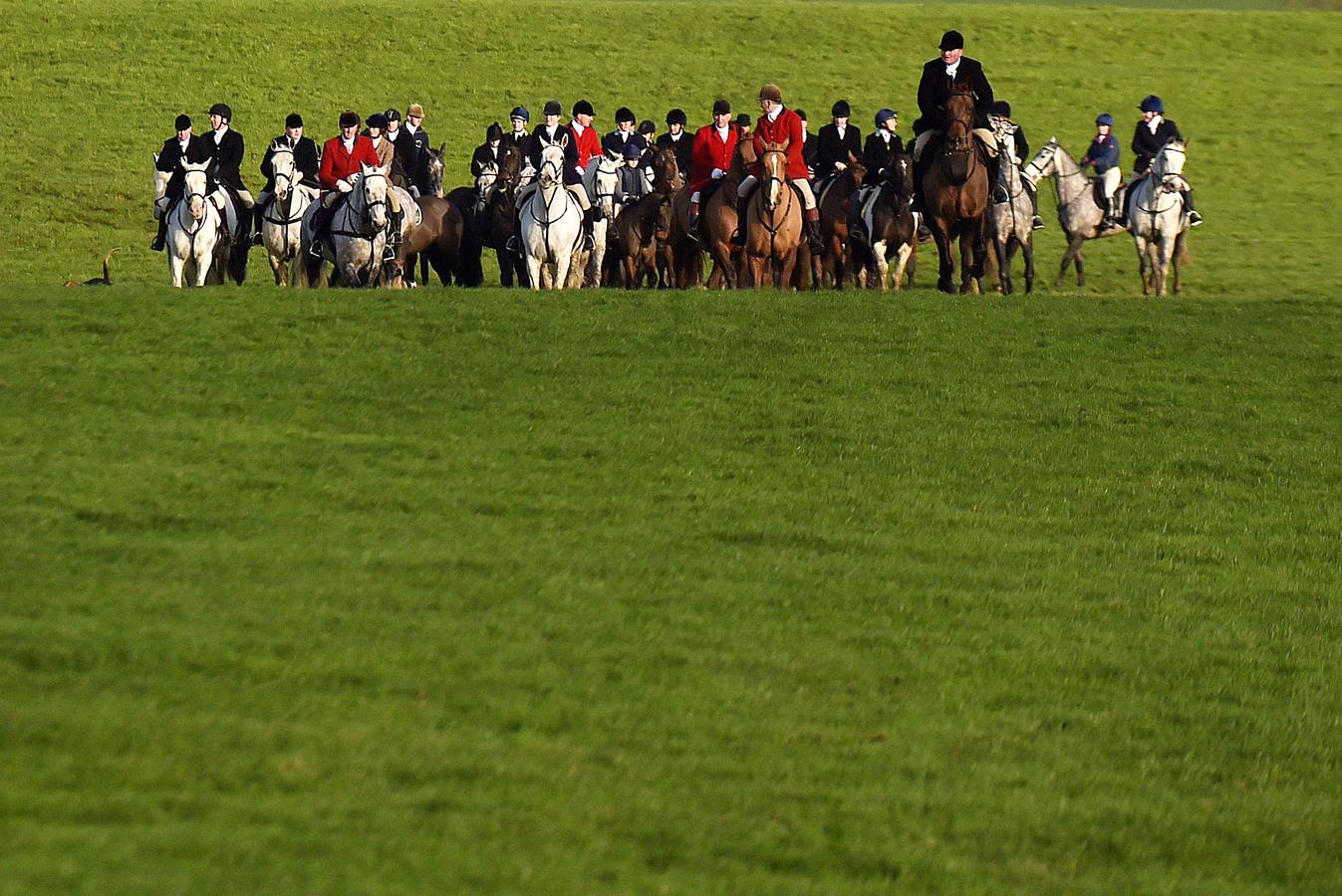 A diferencia de lo que sucede en Gran Bretaña, que mantiene la prohibición desde 2005, la caza del zorro es una actividad legal en los campos de Irlanda (en las fotografías vemos una partida en Kells, al norte de Dublín), y en las fechas navideñas esta tradición se mantiene tal como la practicaban nobles y terratenientes tiempo atrás. La elegancia es obligada tanto para caballos como para jinetes. Guarnicionería pulida, botas lustradas y sombrero y chaquetas rojas o negras, son tan habituales como las crines trenzadas.