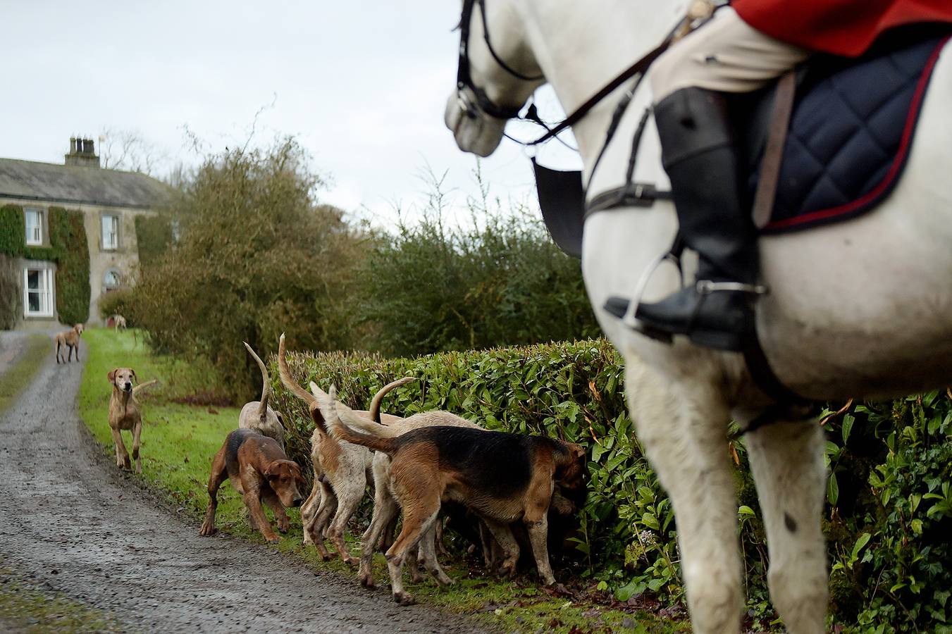 A diferencia de lo que sucede en Gran Bretaña, que mantiene la prohibición desde 2005, la caza del zorro es una actividad legal en los campos de Irlanda (en las fotografías vemos una partida en Kells, al norte de Dublín), y en las fechas navideñas esta tradición se mantiene tal como la practicaban nobles y terratenientes tiempo atrás. La elegancia es obligada tanto para caballos como para jinetes. Guarnicionería pulida, botas lustradas y sombrero y chaquetas rojas o negras, son tan habituales como las crines trenzadas.