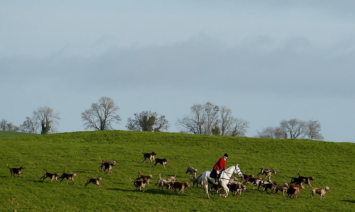 A diferencia de lo que sucede en Gran Bretaña, que mantiene la prohibición desde 2005, la caza del zorro es una actividad legal en los campos de Irlanda (en las fotografías vemos una partida en Kells, al norte de Dublín), y en las fechas navideñas esta tradición se mantiene tal como la practicaban nobles y terratenientes tiempo atrás. La elegancia es obligada tanto para caballos como para jinetes. Guarnicionería pulida, botas lustradas y sombrero y chaquetas rojas o negras, son tan habituales como las crines trenzadas.