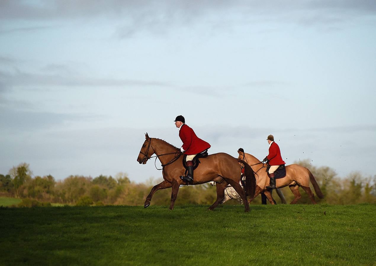 A diferencia de lo que sucede en Gran Bretaña, que mantiene la prohibición desde 2005, la caza del zorro es una actividad legal en los campos de Irlanda (en las fotografías vemos una partida en Kells, al norte de Dublín), y en las fechas navideñas esta tradición se mantiene tal como la practicaban nobles y terratenientes tiempo atrás. La elegancia es obligada tanto para caballos como para jinetes. Guarnicionería pulida, botas lustradas y sombrero y chaquetas rojas o negras, son tan habituales como las crines trenzadas.