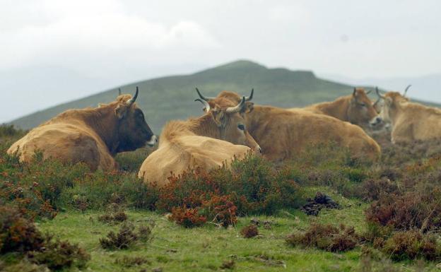 Un grupo de reses descansa en un monte comunal vizcaíno. 