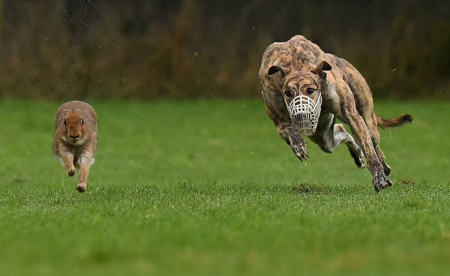 Las carreras de galgos gozan de gran popularidad en la República de Irlanda. En la actualidad el país dispone de 15 canódromos distribuidos en las principales ciudades, pero también se celebran competiciones fuera de los estadios, como la que vemos en las imágenes, en la localidad de Abbeyfeale. Estos perros, que pueden alcanzar una velocidad cercana a los 60 kilómetros por hora y poseen gran agudeza visual, persiguen a una liebre sin llegar a capturarla, aclamados por el público. 