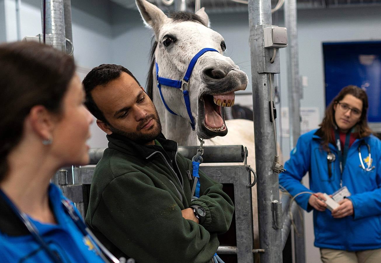 Cada año son hospitalizados unos 1.500 caballos en esta clínica creada en 1998, en Marcy-L'Etoile, cerca de Lyon. Los numerosos clientes de Clinequine, un centro-escuela veterinaria especializada en equinos, proceden de diferentes países, sobre todo de Suiza, Italia y España, y tiene pacientes muy diversos. Hay ejemplares de salto y de carreras que valen más de cuatro millones de euros, pero también atienden a burros y equinos de carga. Este año incluso han recibido un oso del zoo de Lyon. 