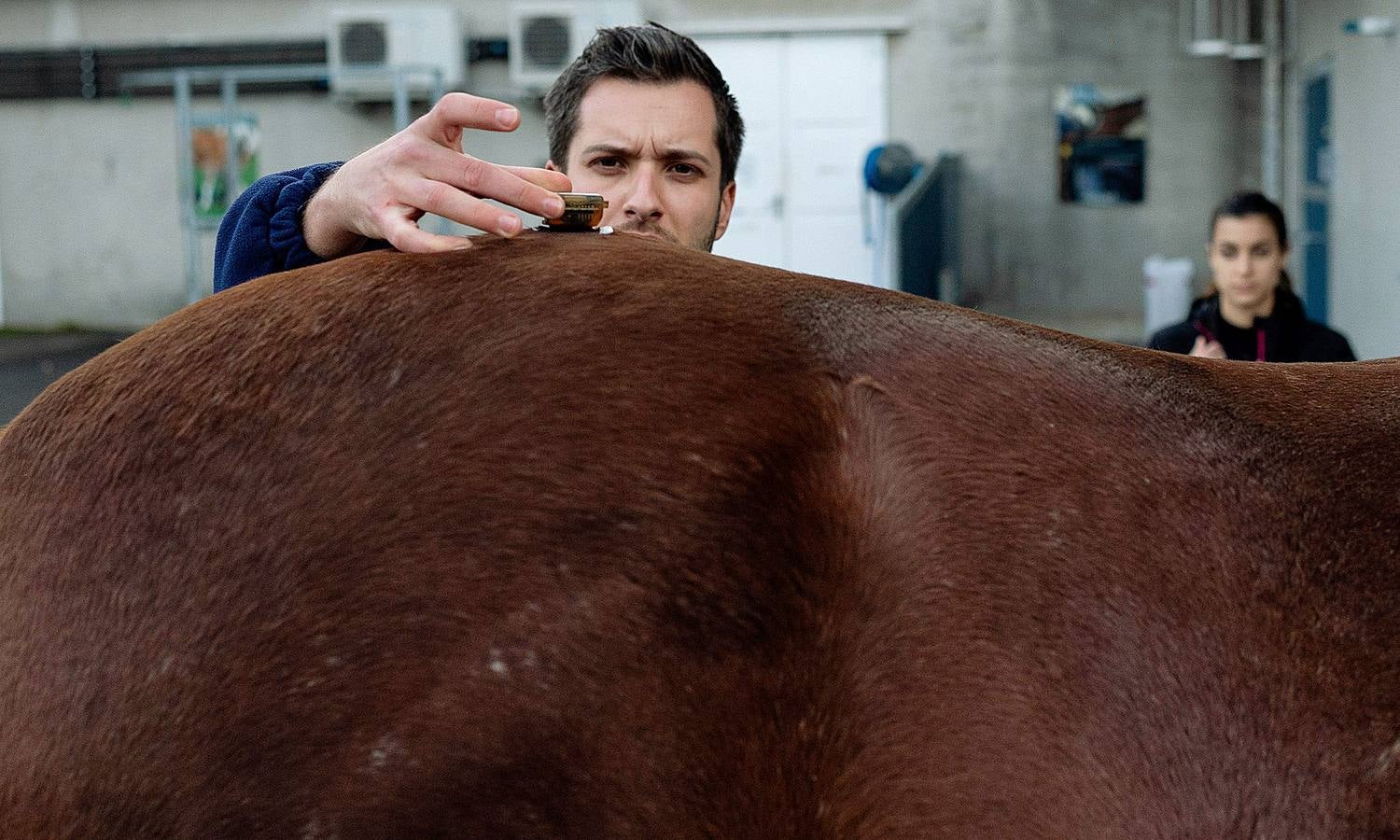 Cada año son hospitalizados unos 1.500 caballos en esta clínica creada en 1998, en Marcy-L'Etoile, cerca de Lyon. Los numerosos clientes de Clinequine, un centro-escuela veterinaria especializada en equinos, proceden de diferentes países, sobre todo de Suiza, Italia y España, y tiene pacientes muy diversos. Hay ejemplares de salto y de carreras que valen más de cuatro millones de euros, pero también atienden a burros y equinos de carga. Este año incluso han recibido un oso del zoo de Lyon. 