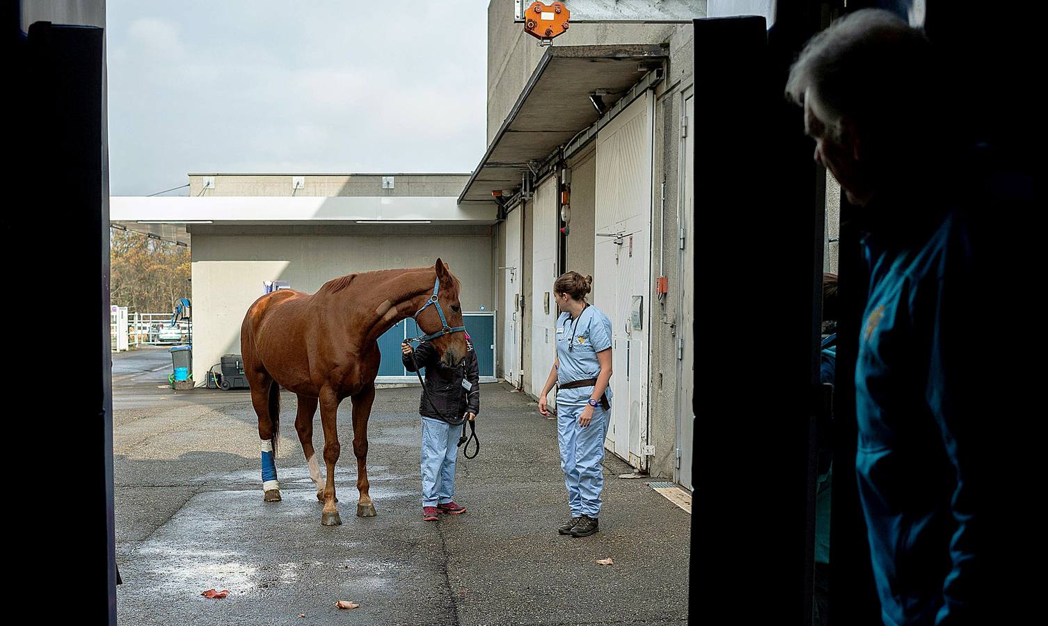 Cada año son hospitalizados unos 1.500 caballos en esta clínica creada en 1998, en Marcy-L'Etoile, cerca de Lyon. Los numerosos clientes de Clinequine, un centro-escuela veterinaria especializada en equinos, proceden de diferentes países, sobre todo de Suiza, Italia y España, y tiene pacientes muy diversos. Hay ejemplares de salto y de carreras que valen más de cuatro millones de euros, pero también atienden a burros y equinos de carga. Este año incluso han recibido un oso del zoo de Lyon. 