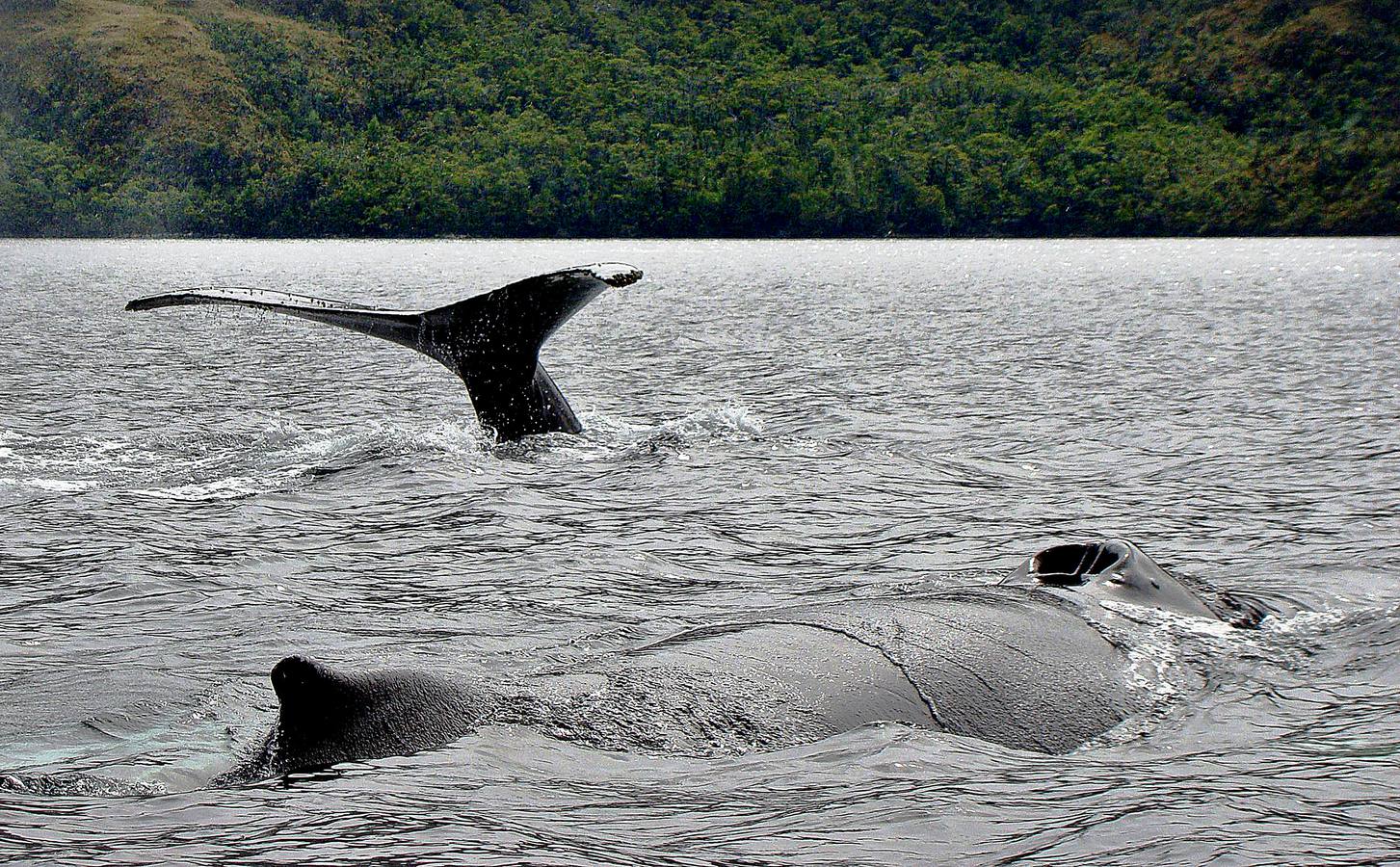 El fiordo Seno Ballena, en la región de Magallanes, al sur de Chile, es un verdadero laboratorio natural, único en el mundo. Un grupo de científicos analiza las características de sus aguas en estas fechas invernales con el objeto de conocer con detalle los efectos del cambio climático sobre diferentes organismos marinos. En las imágenes vemos el glaciar de Santa Inés y la isla de Carlos III, en Punta Arenas.