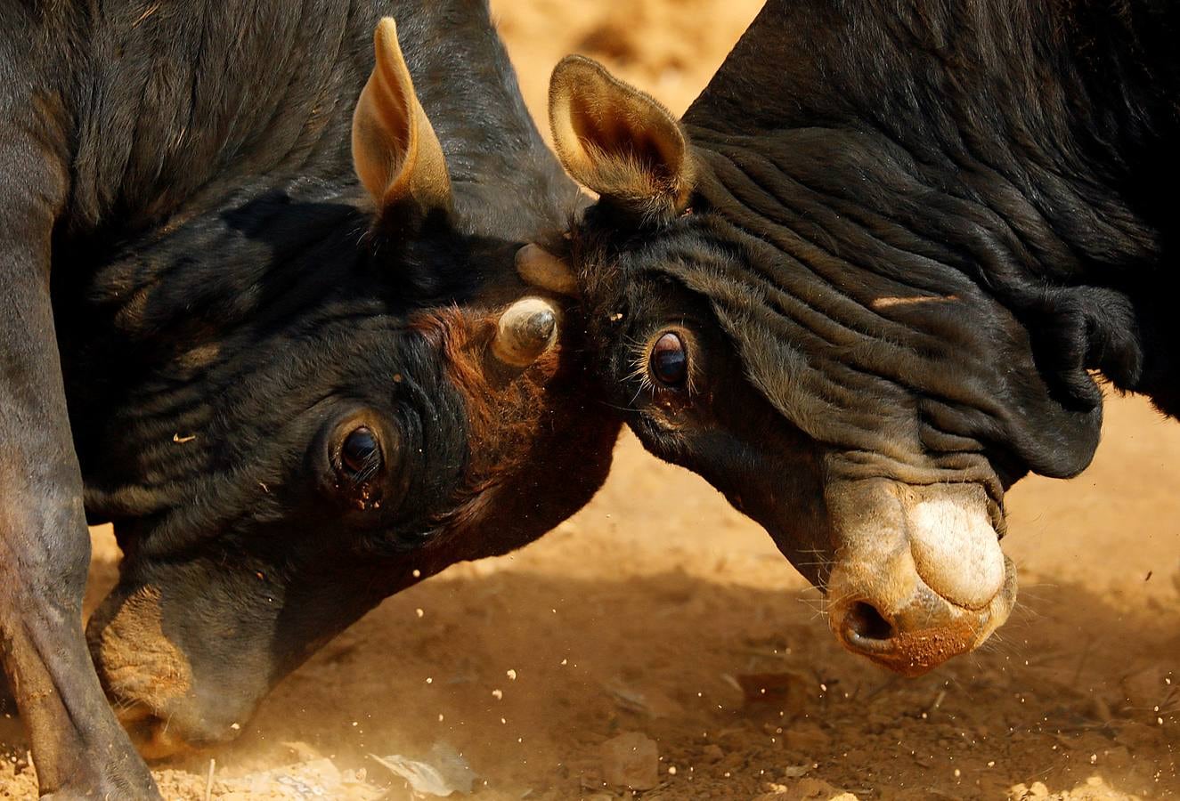 En la aldea nepalí de Talukachandani, en las estribaciones del Himalaya, los toros pelean para conmemorar el Maghesangranti, un festival centenario que anuncia el fin del invierno y el comienzo de los días más largos y cálidos del año. Para participar en esta celebración, los animales son alimentados con una dieta especial de arroz, huevos y lentejas a partir de los cinco meses. Las reglas establecen que la pelea termina cuando uno de los animales se cansa y deja de acometer a su oponente. El ganador recibe un premio de unos 25 euros.