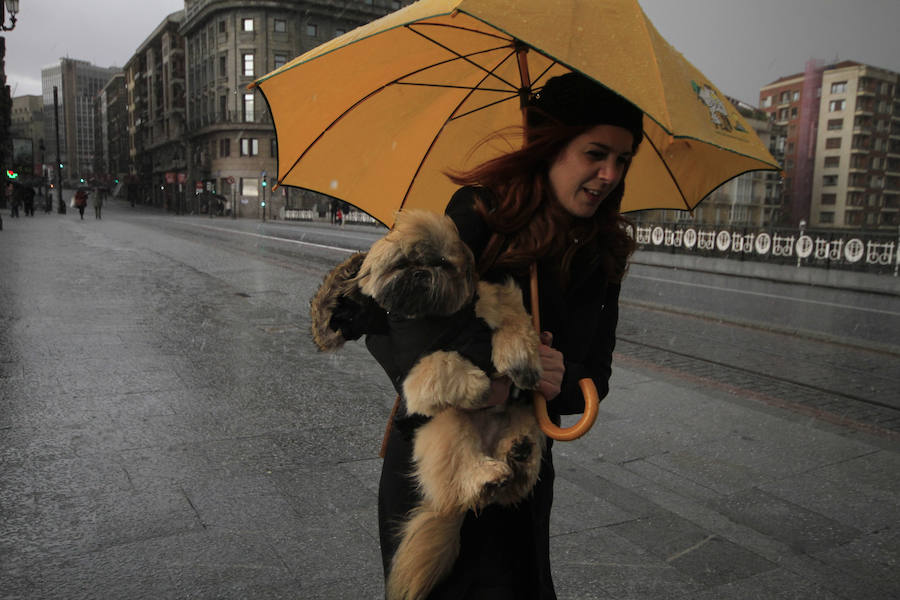 Hasta los perros han tenido que protegerse de la lluvia.