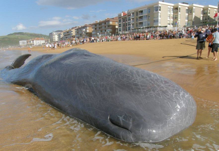 El 26 de agosto de 2011 la presencia de un cachalote varado en Zarautz reunió a muchos curiosos.