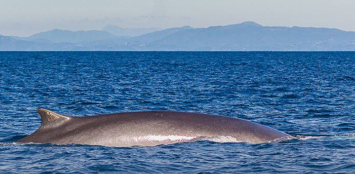 Un cetáceo se alimenta en las inmediaciones de Urdaibai. La imagen fue tomada el 19 de agosto de 2015.