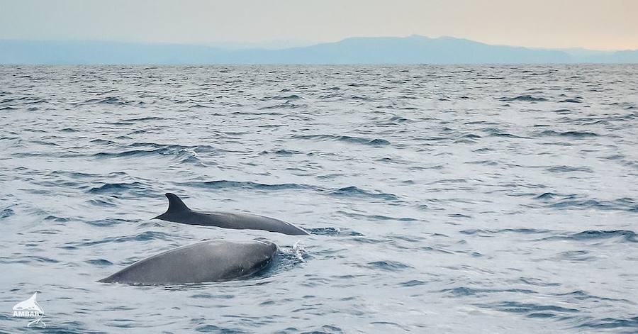 Zifios de Sowerby frente a la costa de Bermeo. Fueron avistados el 13 de agosto de 2007.