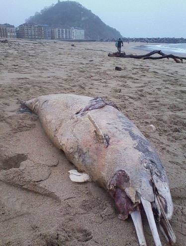 La playa de la Zurriola, en San Sebastián, fue escenario de otro varamiento el 23 de marzo de 2015. se trataba de un delfín.