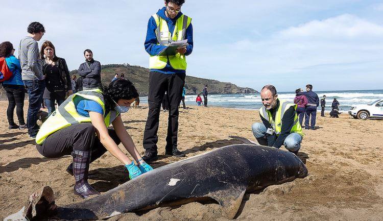 Un delfín mular muerto apareció en la playa de La Arena (Muskiz-Zierbena) el 29 de marzo de 2015. En la imagen, personal de ÁMBAR trabajan sobre el terreno.