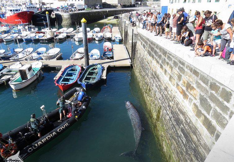 Un calderon quedó 'atrapado' en el puerto de Getaria el 23 de septiembre de 2018. Tras muchas horas de trabajo conjunto de miembros de Ámbar, Cruz Roja, Ertzaintza y Guardia Civil, logró volver a alta mar.