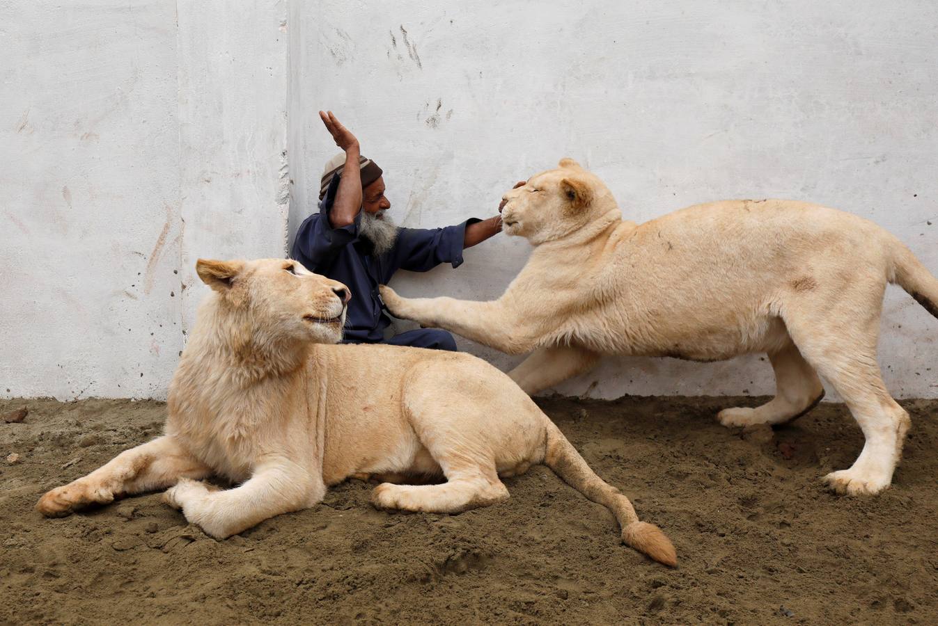 Mamy, una cuidadora, juega con un par de leones en un recinto construido en una casa en las afueras de Peshawar, Pakistán, el 4 de febrero.