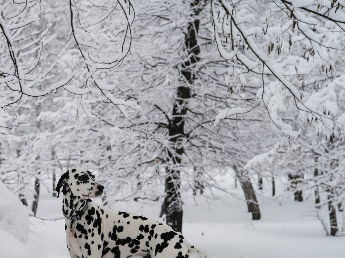 Un perro es visto en un parque cubierto de nieve durante las nevadas en Kiev, Ucrania, el 6 de febrero.