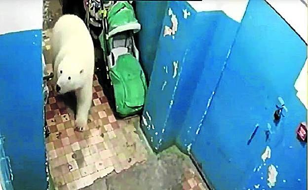 Un oso en un portal.