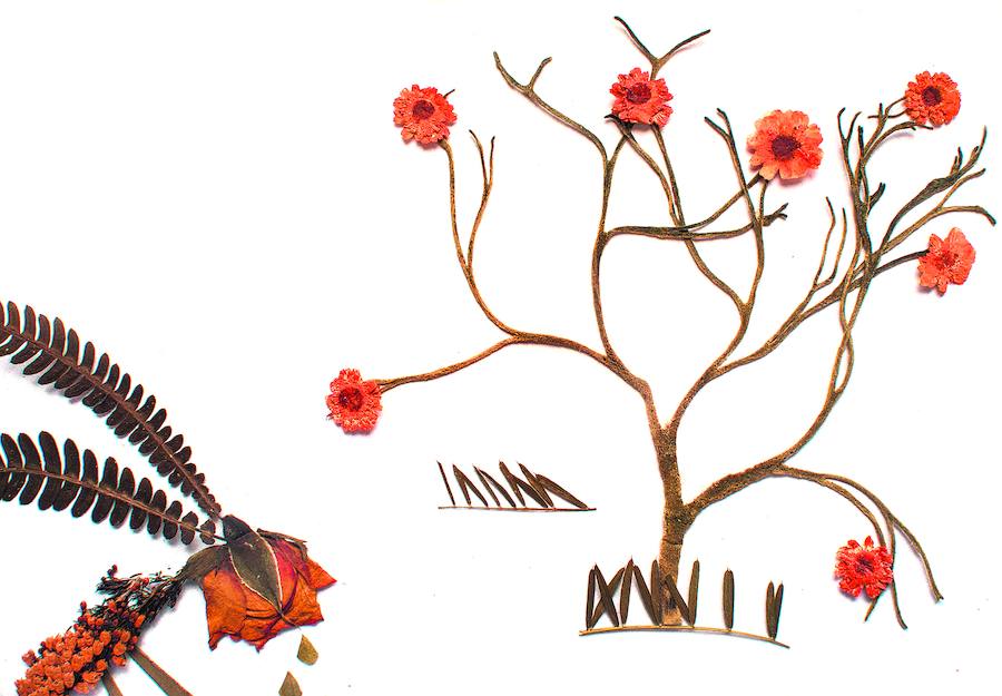 Desamodioaren fruituak