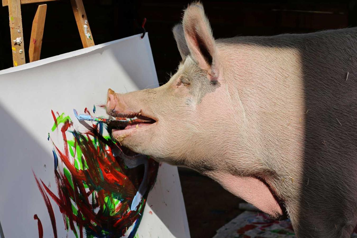 "Pigcasso", el cerdo pintor, dando pinceladas en un lienzo, en una granja de las afueras de Ciudad del Cabo, Sudáfrica