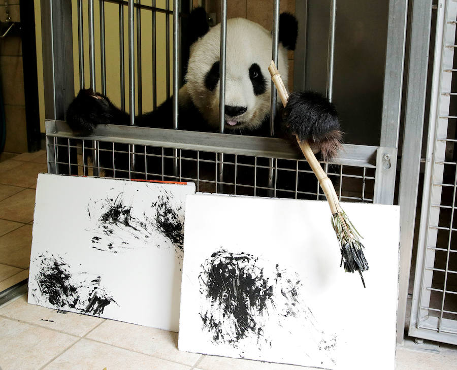 Yang Yang es un oso panda que pinta en el Schoenbrunn Zoo de Viena (Austria) 