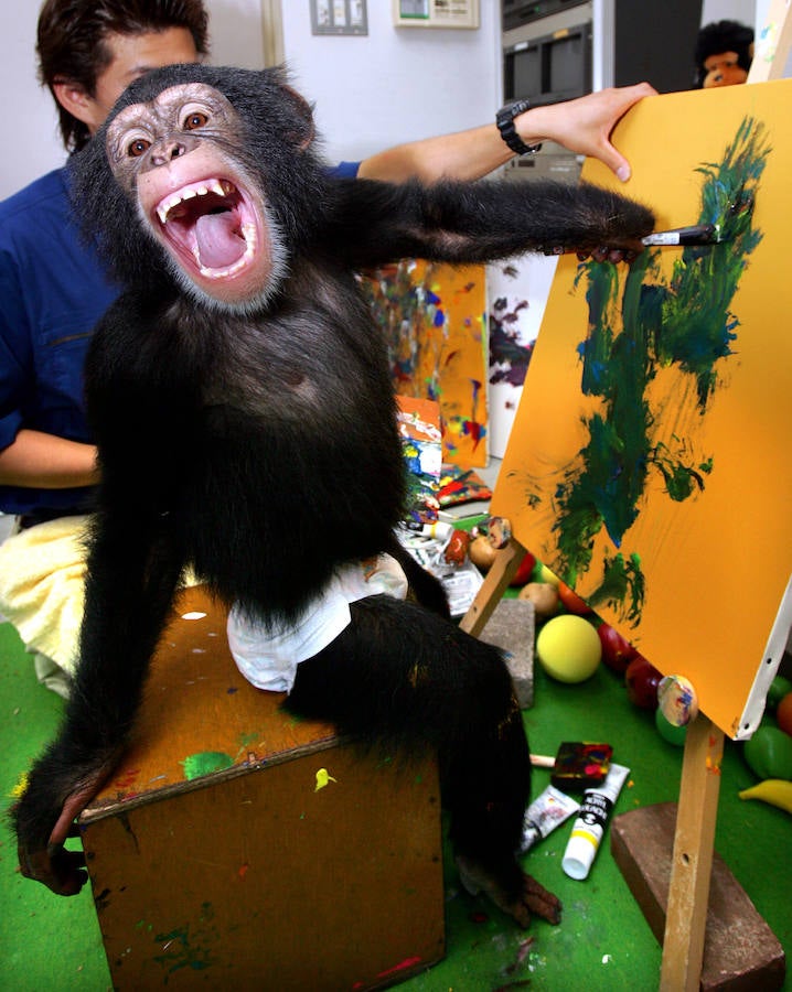 Asuka es un jovencísimo chimpancé que cuenta hasta su propio estudio en el Izu Shaboten Park de Tokio. 