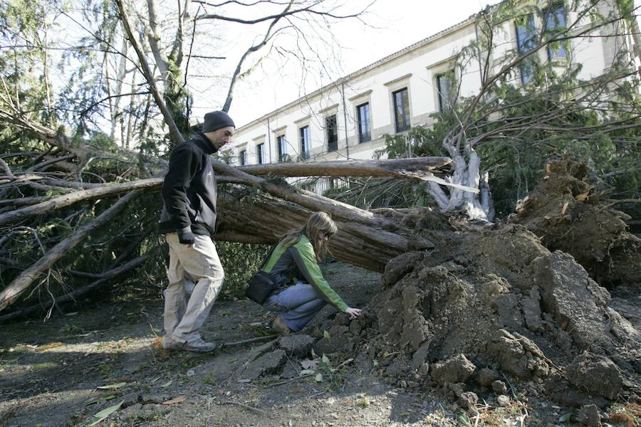 2010. La ciclogénesis explosiva derribó árboles. 