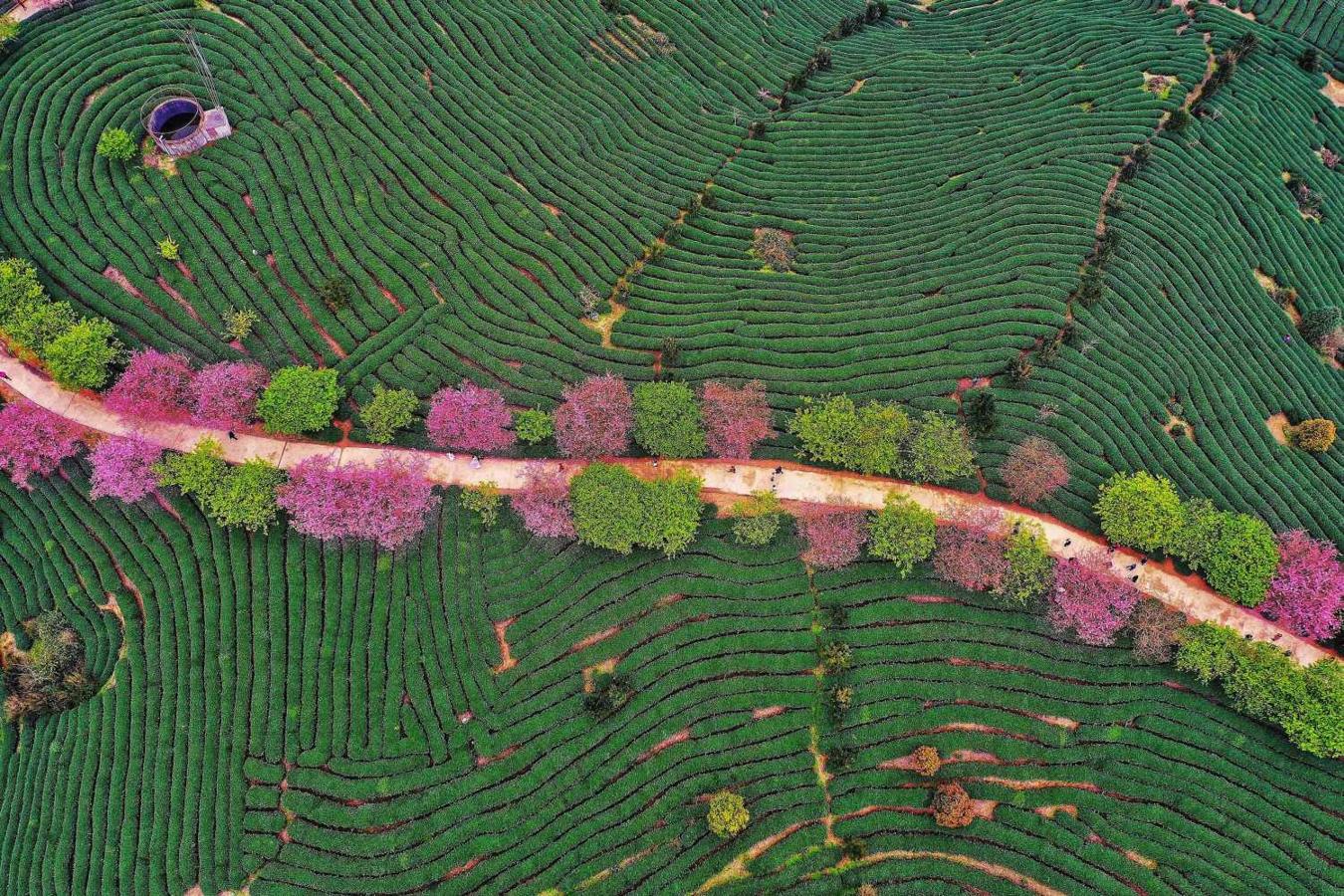 Vista aérea de una plantación de té en Zhangping China 