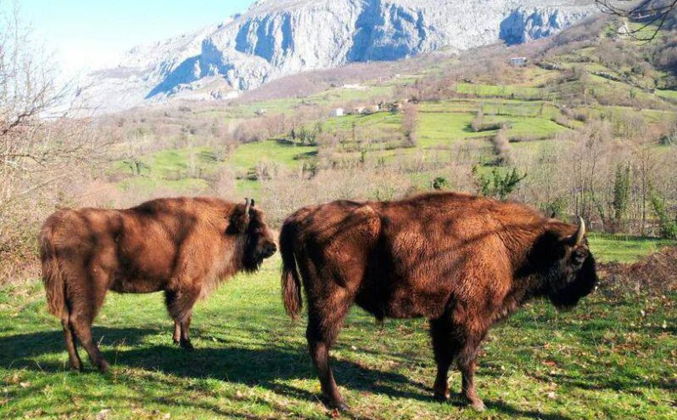 Las estampas de los bisontes resaltan a los pies de las cumbres del Parque Natural asturiano.