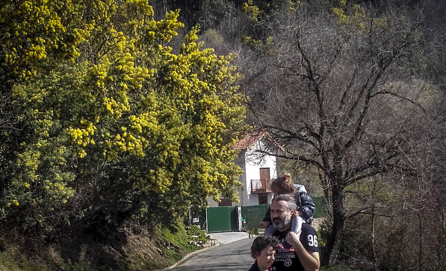 Una familia disfruta en Artxanda bajo un montón de mimosas. 
