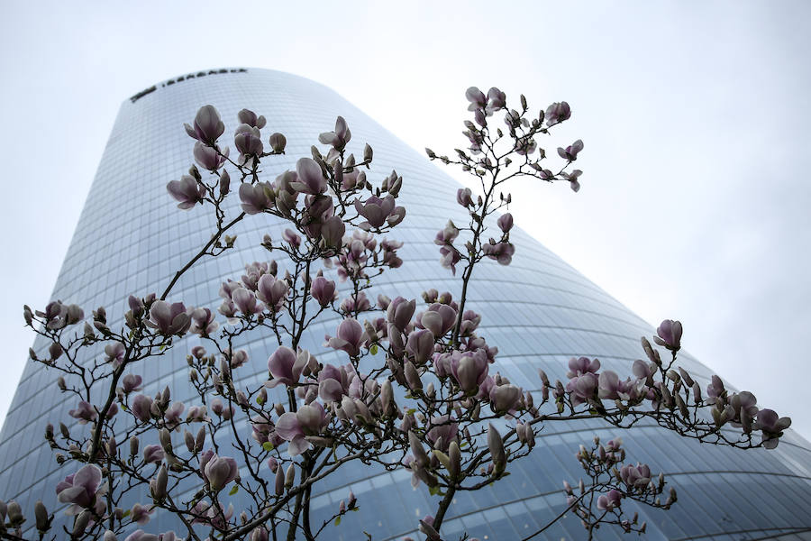 La primavera también ha llegado a las inmediaciones de la Torre Iberdrola. 