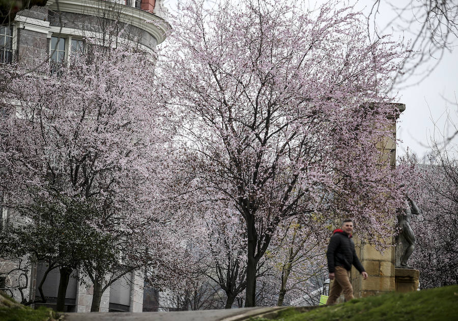 Otra perspectiva de los ciruelos japoneses en el parque bilbaíno. 