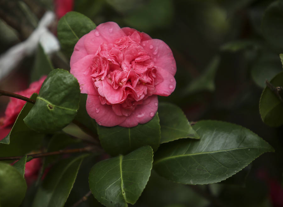 Una camelia en el parte de Doña Casilda. 