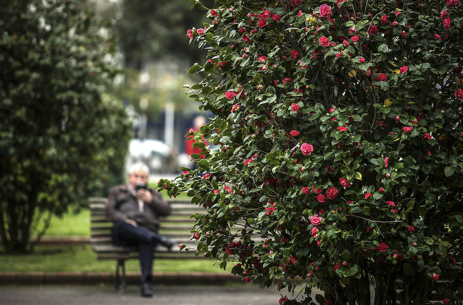 Camelias en el parque bilbaíno. 