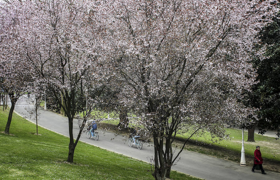 Ciruelos japoneses en el parque de Doña Casilda. 