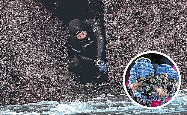 Javier Frías extrae los percebes de la parte baja de las rocas en una zona expuesta al oleaje. A la derecha, muestra parte de las capturas.