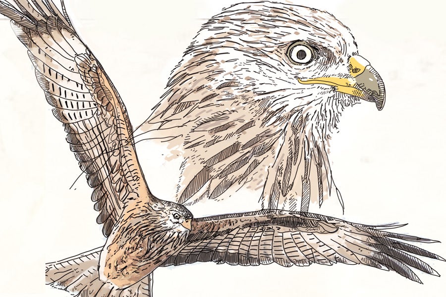 AMENAZADO. Milano Real (Milvus milvus). Es una especie en grave regresión en toda la Península. En el País Vasco su escasa población se mantiene. Hay unas 30 parejas reproductoras, la mayoría en Álava. En Bizkaia, unas tres. Algunas de sus amenazas son los disparos, electrocuciones, atropellos y envenenamientos. Sin embargo, no está muy clara la causa de su escasez. 