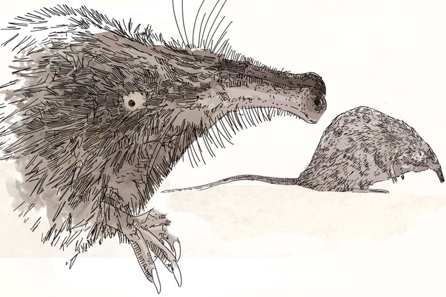AMENAZADO. Desmán ibérico (Galemys pyrenaicus). Es un topo acuático gravemente afectado por la alteración de los ríos. Actualmente sólo se encuentra en algunos ríos de Gipuzkoa como el Leizaran. La destrucción del hábitat en los ríos, vertidos contaminantes y minicentrales hidroeléctricas han tenido una importante incidencia negativa.