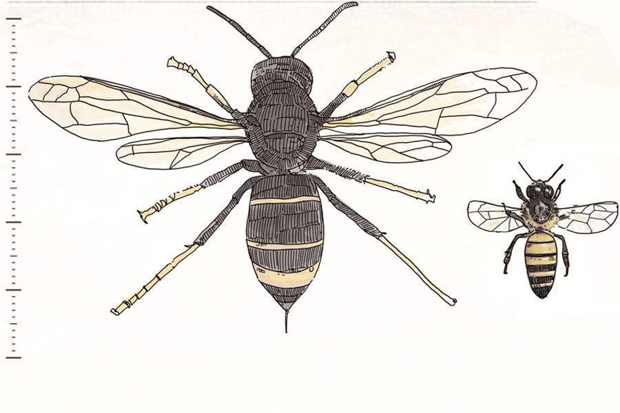DEPREDADORA. Avispa asiática (Vespa velutina). Es uno de los que más preocupación está causando debido al impacto económico y social que genera. Se alimenta de otros artrópodos, entre ellos la abeja doméstica. Su presencia compromete la actividad apícola. La situación es muy preocupante sobre todo en zonas cercanas a la costa. Además, es agresivo en las proximidades del nido.