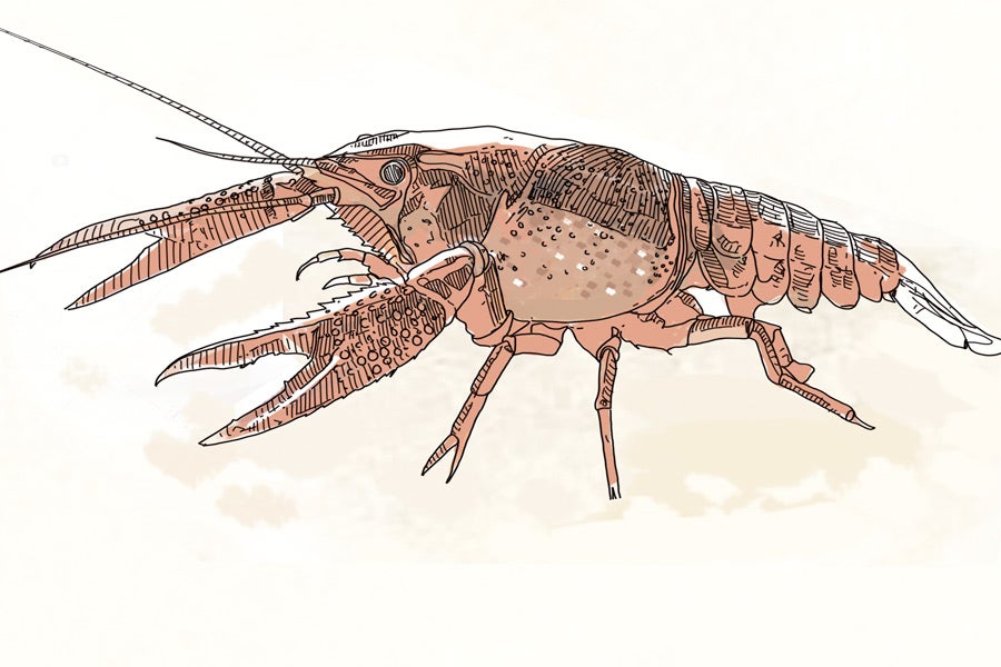 DEPREDADOR. Cangrejo americano (Procambarus clarkii). Introducido con fines recreativos desde Norteamérica, son portadores de una enfermedad, la afanomicosis, que afecta al cangrejo autóctono. Su erradicación es imposible, y las medidas son preventivas, evitando su venta y la potencial colonización de nuevos lugares.