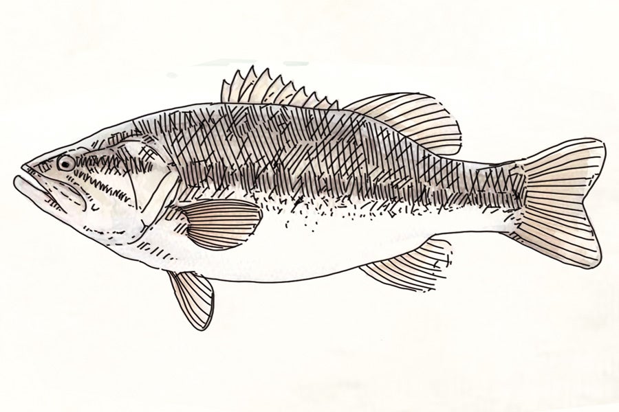DEPREDADOR. Perca americana (Micropterus salmoides). Introducida (dado su interés como pez deportivo) en más de cincuenta países. Se concentran en el Ebro, Baias y en el entorno de los embalses de la cuenca del Zadorra. Presente de forma puntual en Bizkaia y Gipuzkoa. 