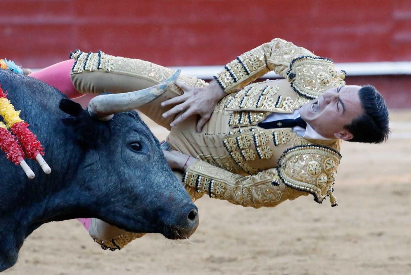 El diestro Octavio Chacón sufre una aparatosa cogida en la primera corrida de la Feria de Fallas