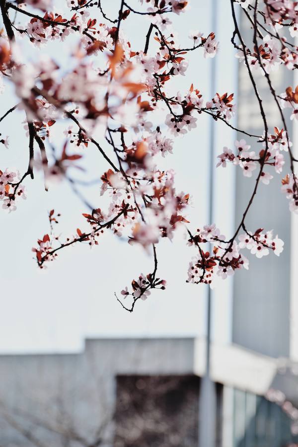 Finalista categoría 'Barakaldo, un entorno natural'. 'PÉTALOS'. Nerea García Berriozabal