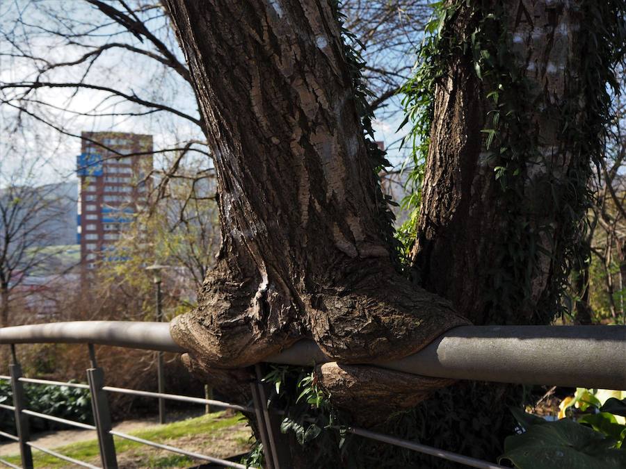 Finalista categoría 'Barakaldo, un entorno natural'. 'EL ABRAZO DE LA NATURALEZA'. Autor: María Ángeles Monje Ferruz
