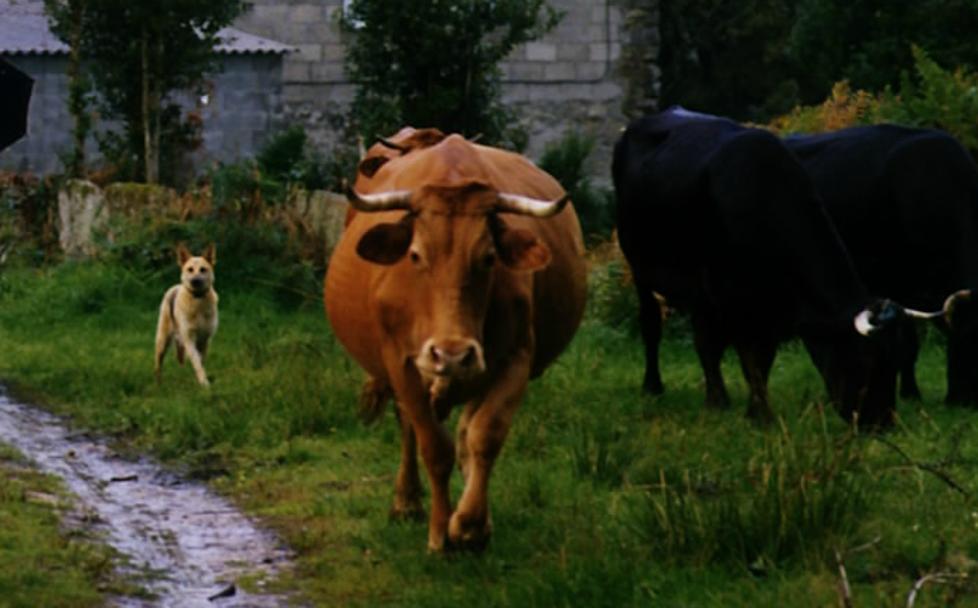 La muerte de un buey fue el desencadenante del suceso, según la acusación.