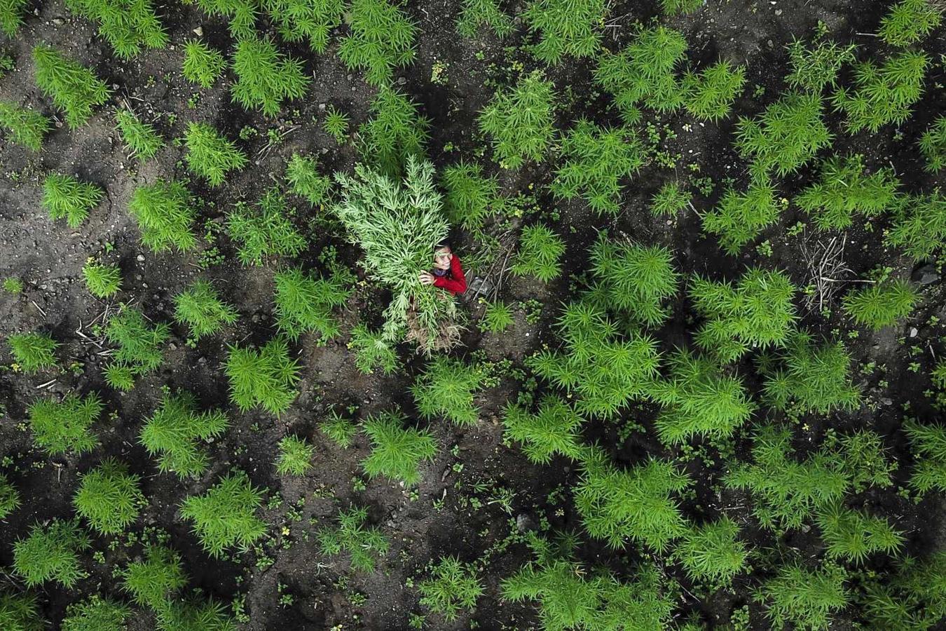 Un hombre transportando planta de marihuana durante la operación policial en la que ha sido desmantelada una plantación de marihuana en Montasik, Indonesia 