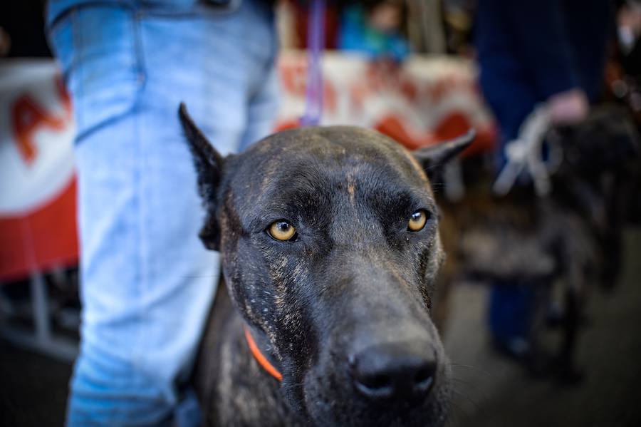 Concurso de perros, agricultura ecológica y talos en la tradicional cita de la localidad de la Margen Izquierda