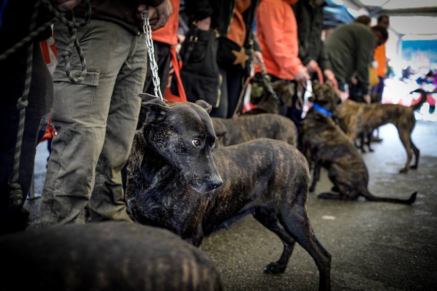 Concurso de perros, agricultura ecológica y talos en la tradicional cita de la localidad de la Margen Izquierda