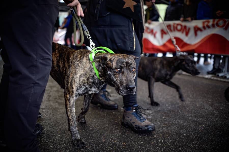 Concurso de perros, agricultura ecológica y talos en la tradicional cita de la localidad de la Margen Izquierda