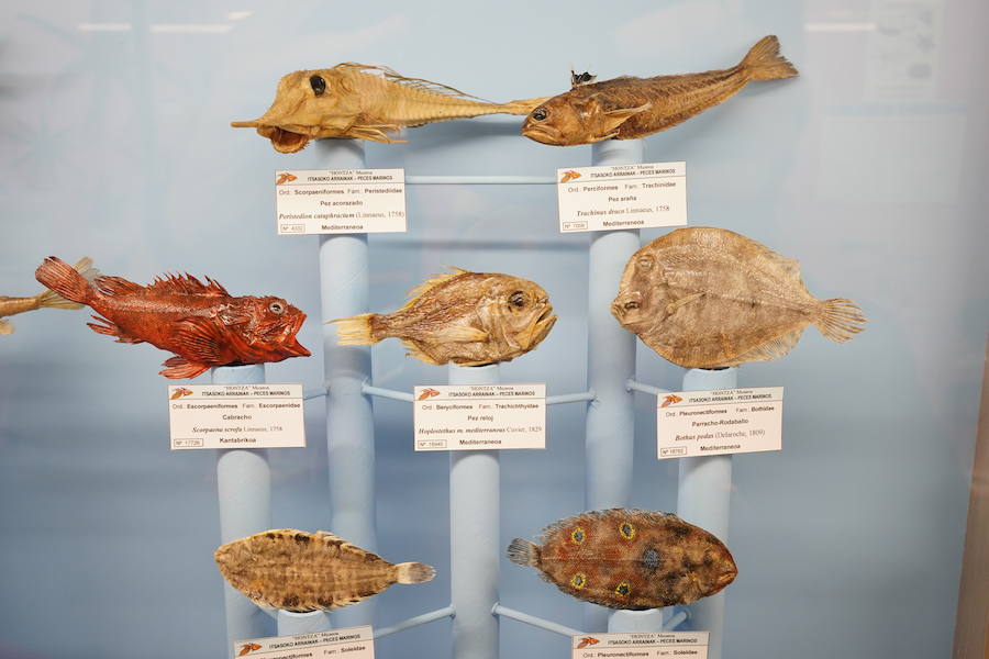 Diferentes tipos de peces en la exposición.